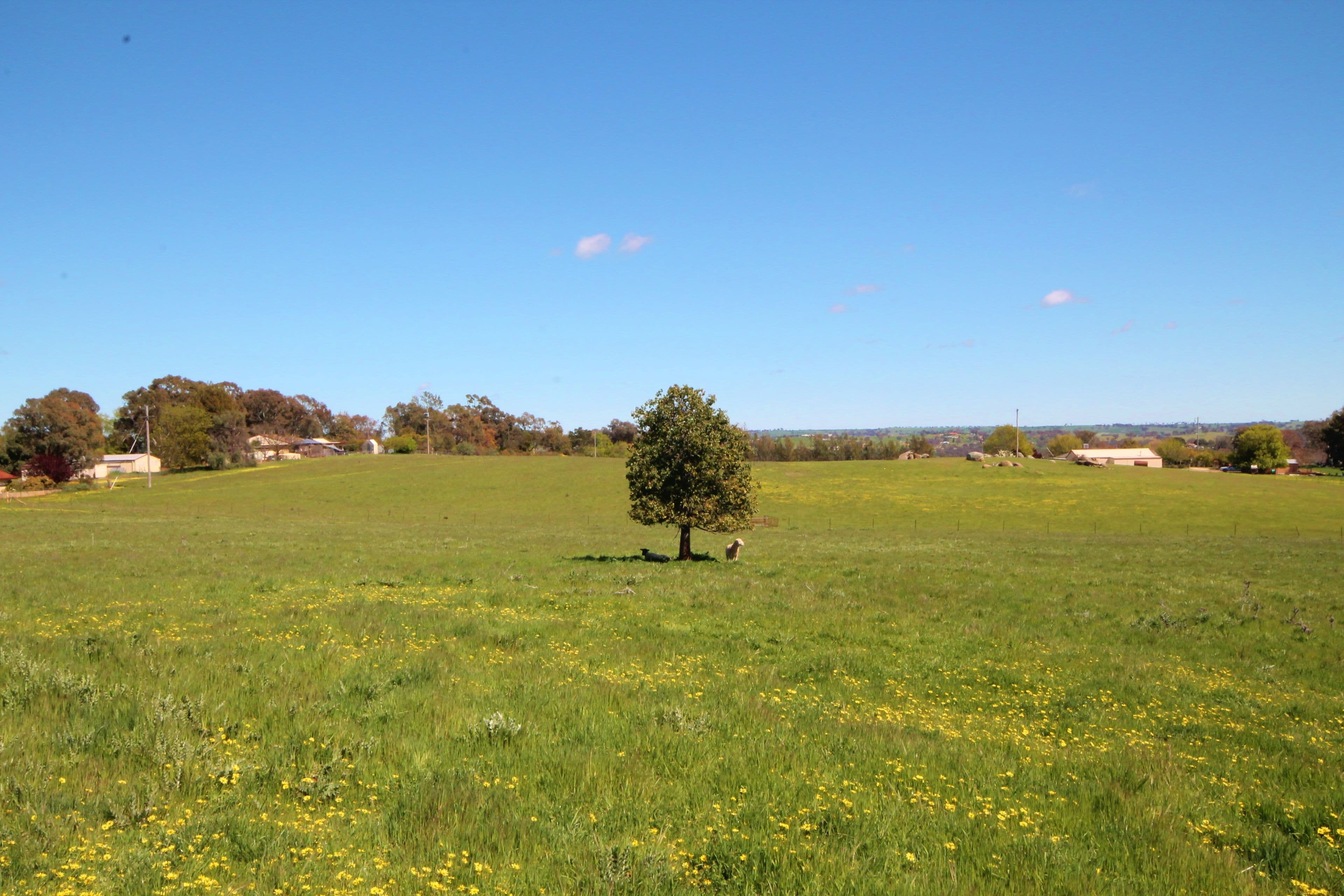 195 Henry Lawson Way, Young NSW 2594, Young - Thumbnail 6