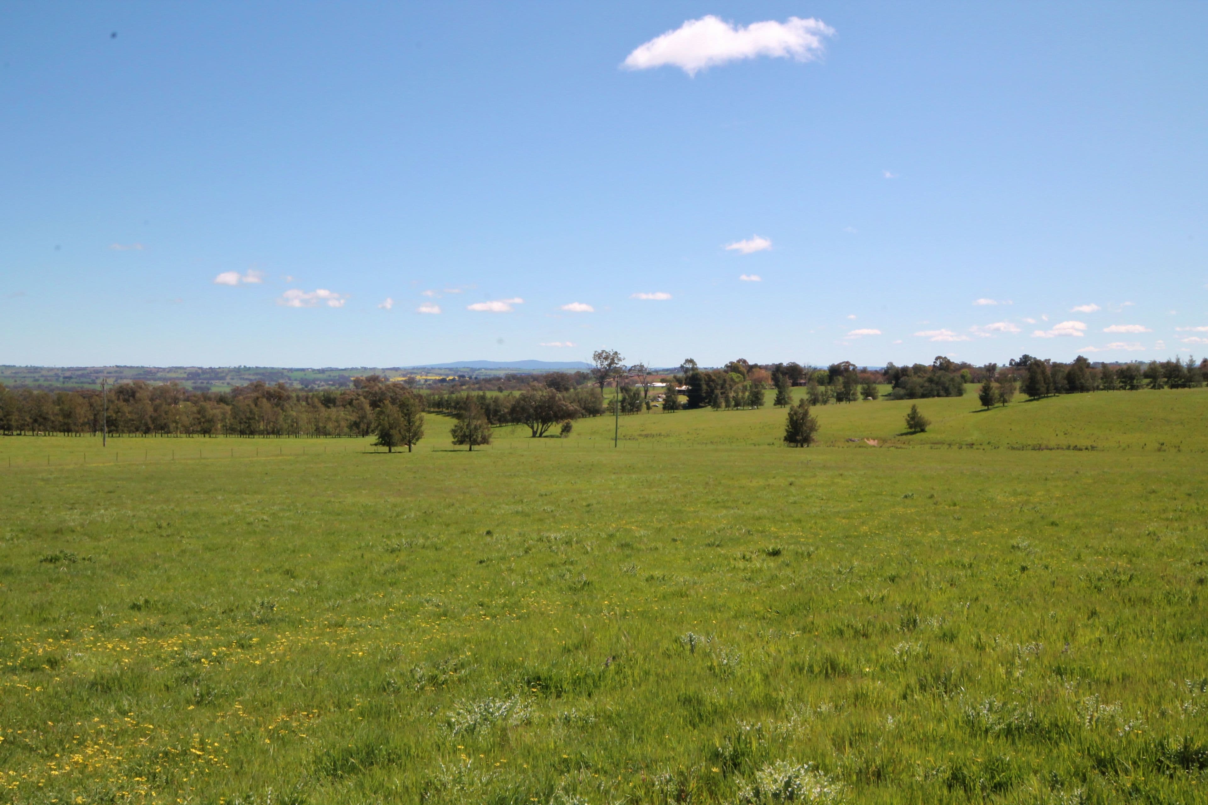 195 Henry Lawson Way, Young NSW 2594, Young - Thumbnail 7