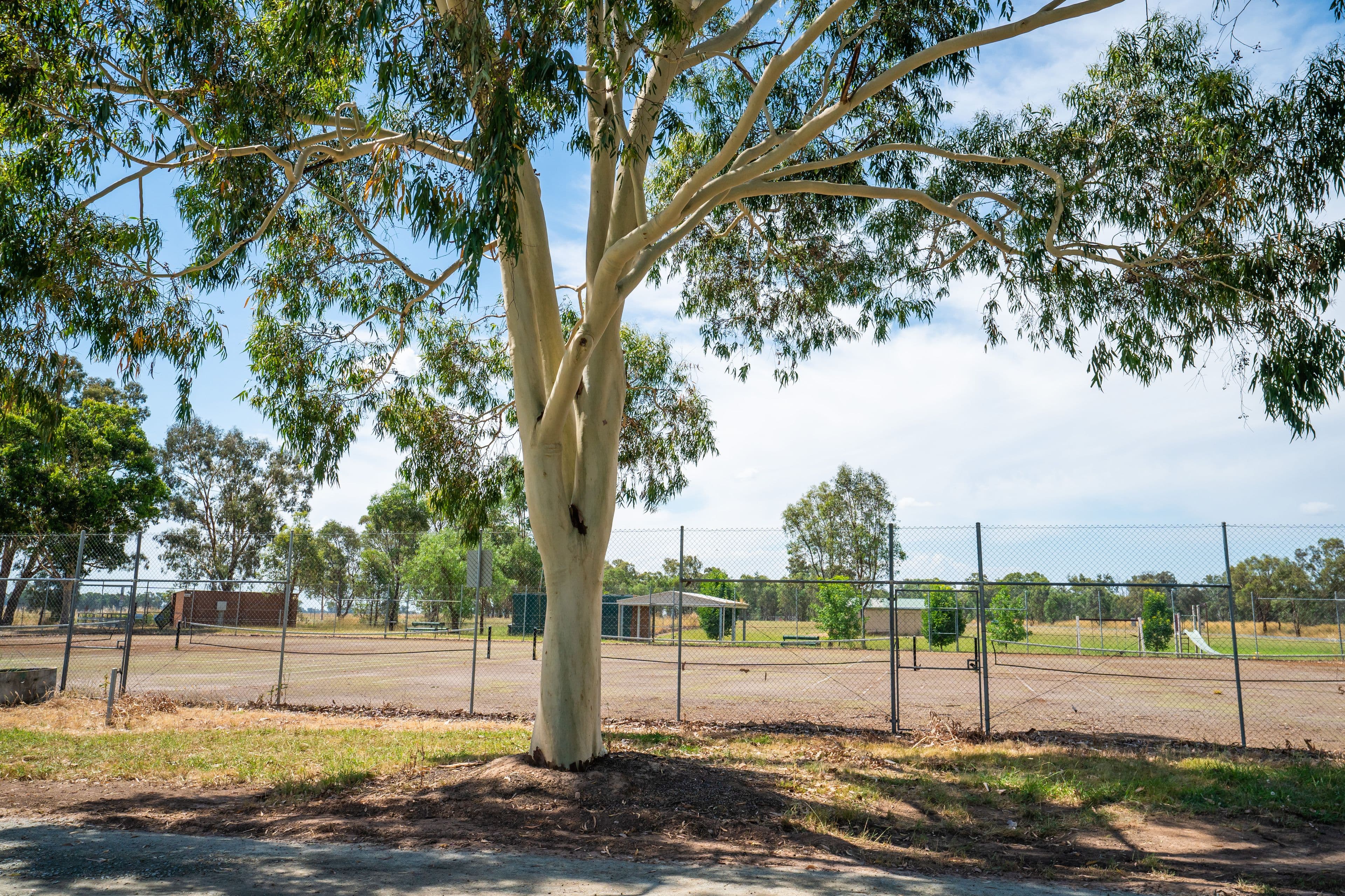 5 Ivy Street, Gerogery NSW 2642, Gerogery - Thumbnail 8