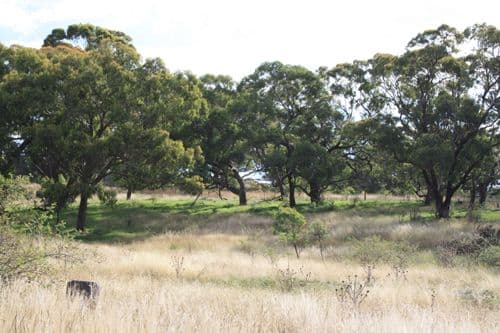 Lot 3 Butmaroo Road, BUNGENDORE NSW 2621, Bungendore - Thumbnail 3