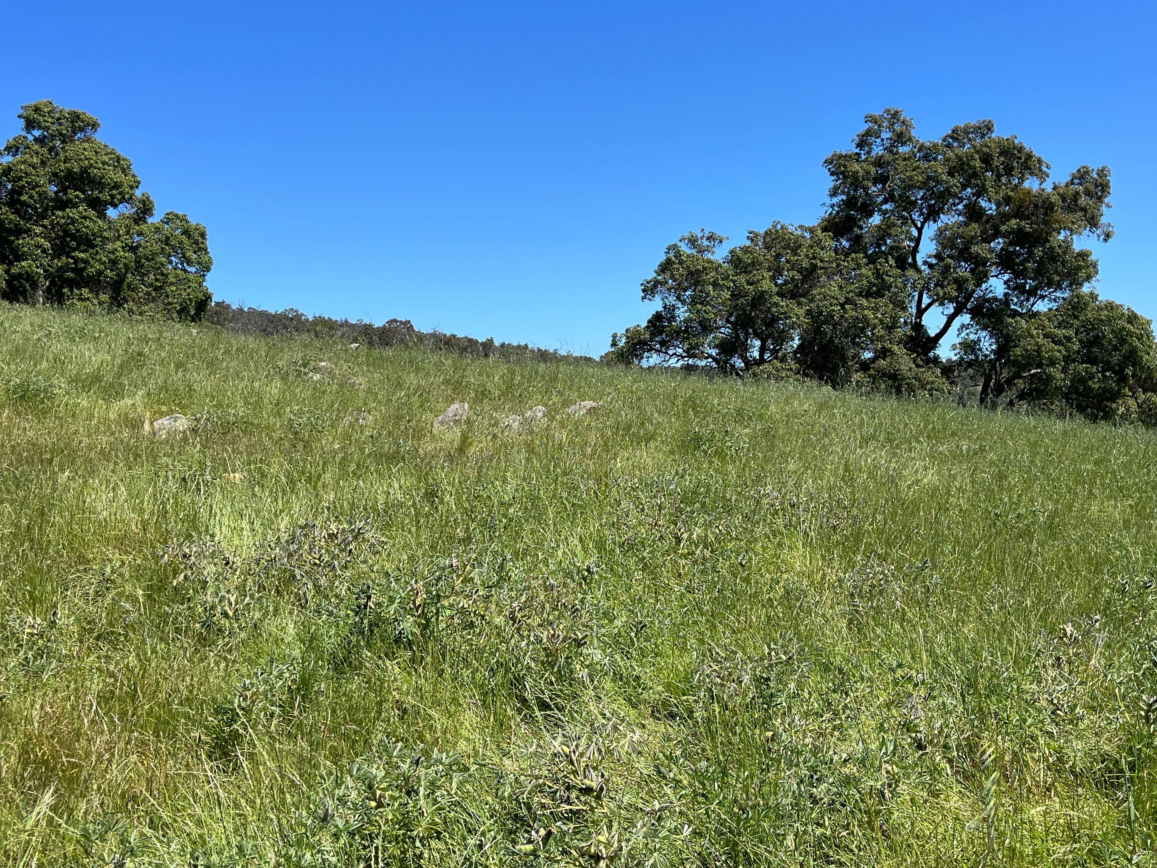 29 Springvale Road, Bullsbrook WA 6084, Bullsbrook - Thumbnail 3