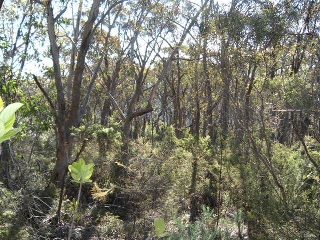 172 Victoria Street, MOUNT VICTORIA NSW 2786, Mount Victoria - Thumbnail 4