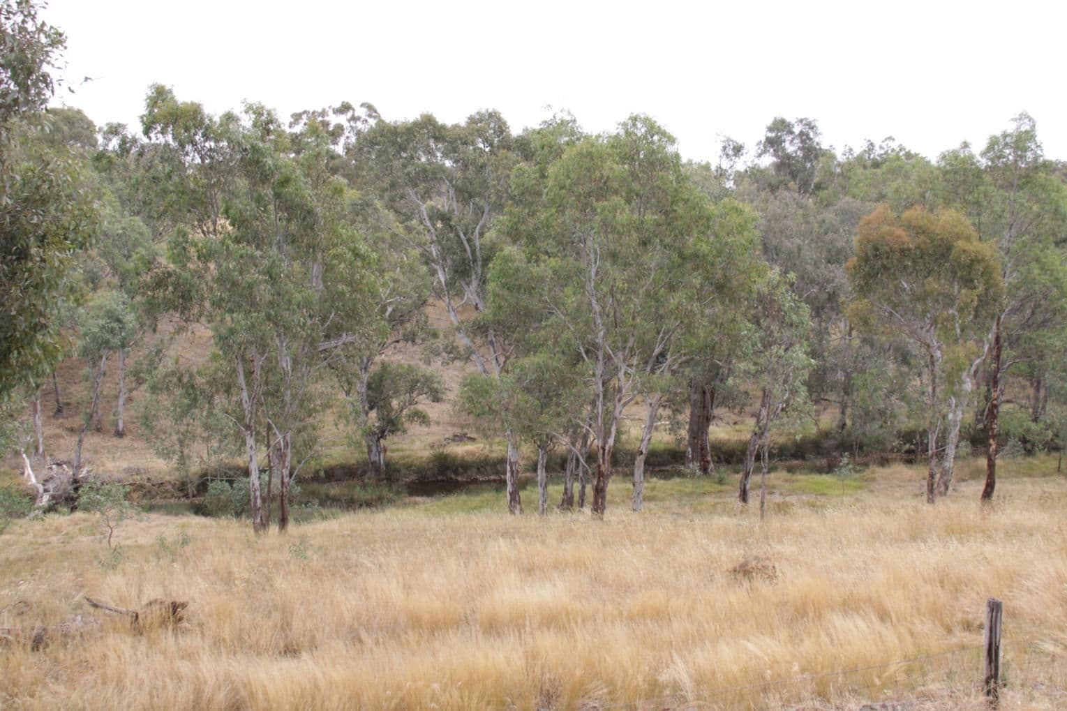 162 Axedale-Kimbolton Road, AXEDALE VIC 3551, Axedale - Thumbnail 4