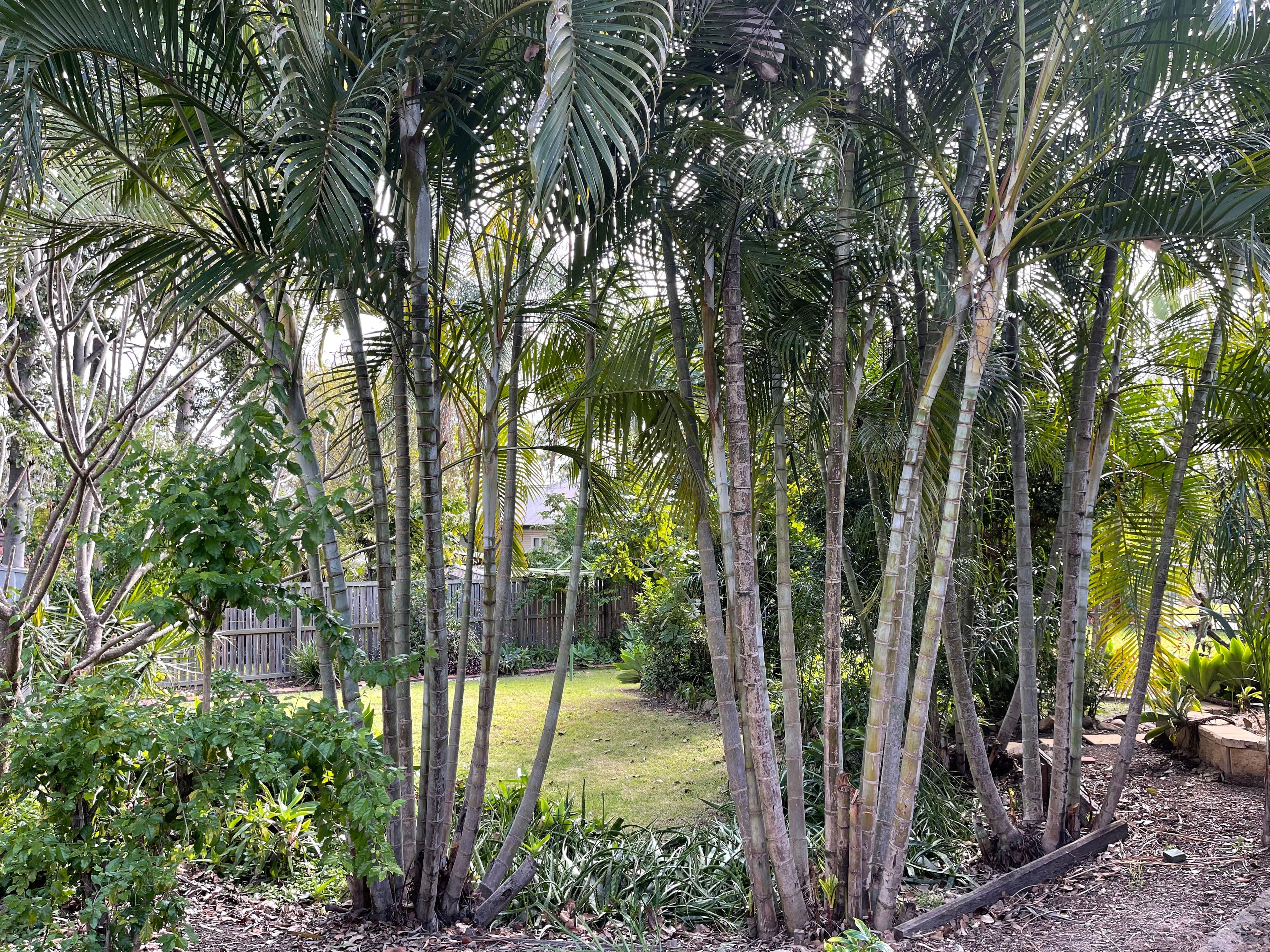 3 Mistral Street, Jamboree Heights QLD 4074, Jamboree Heights - Thumbnail 8