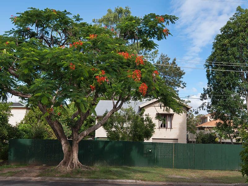 70 Toombul Terrace, NUNDAH QLD 4012, Nundah - Thumbnail 3