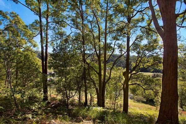 583 Piggabeen Road, Piggabeen NSW 2486, Piggabeen - Thumbnail 3