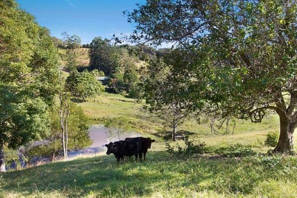 583 Piggabeen Road, Piggabeen NSW 2486, Piggabeen - Thumbnail 5