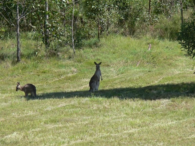 12 Hanwood Court, GILSTON QLD 4211, Gilston - Thumbnail 5