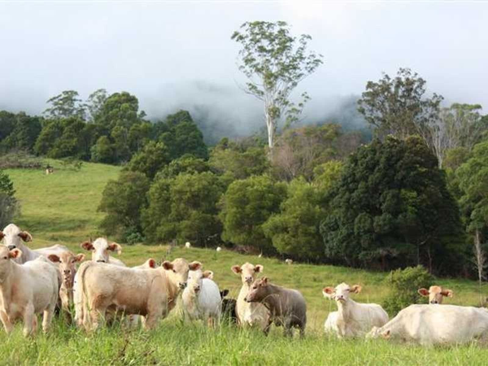 99 Anderson Road, Nimbin - Thumbnail 8