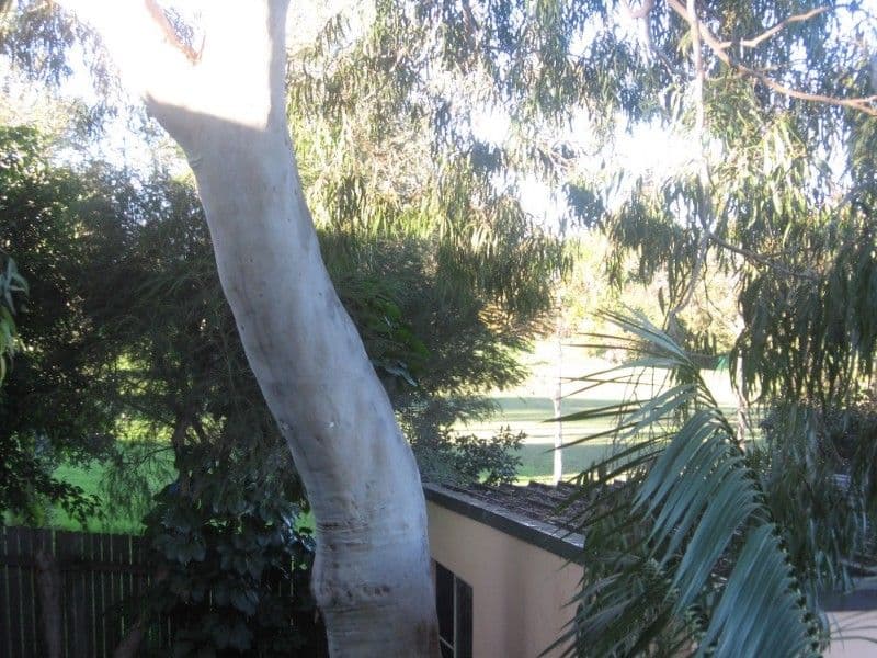 21 Sinfield Street, ERMINGTON NSW 2115, Ermington - Thumbnail 7