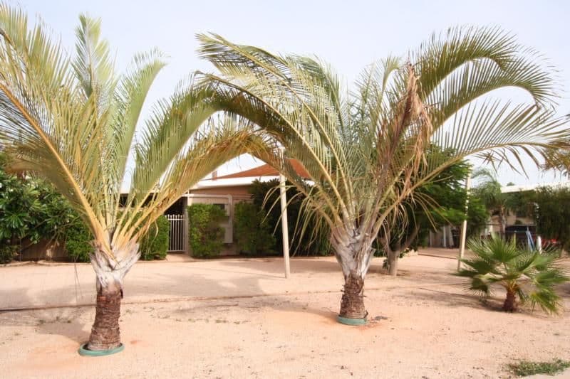 17 Learmonth Street, EXMOUTH WA 6707, Exmouth - Thumbnail 2