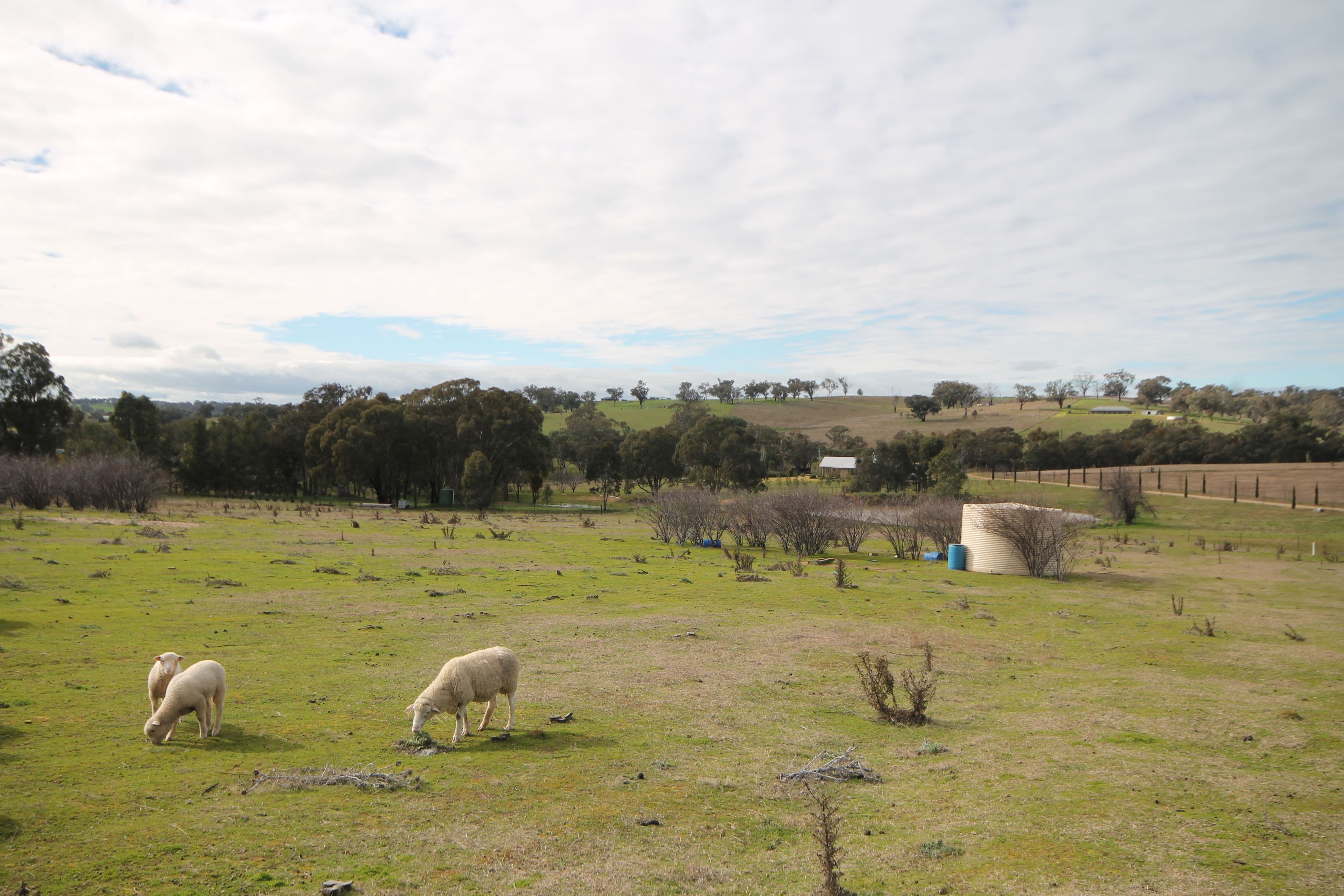 65 Cherry Vale Place, Young NSW 2594, Young - Thumbnail 3