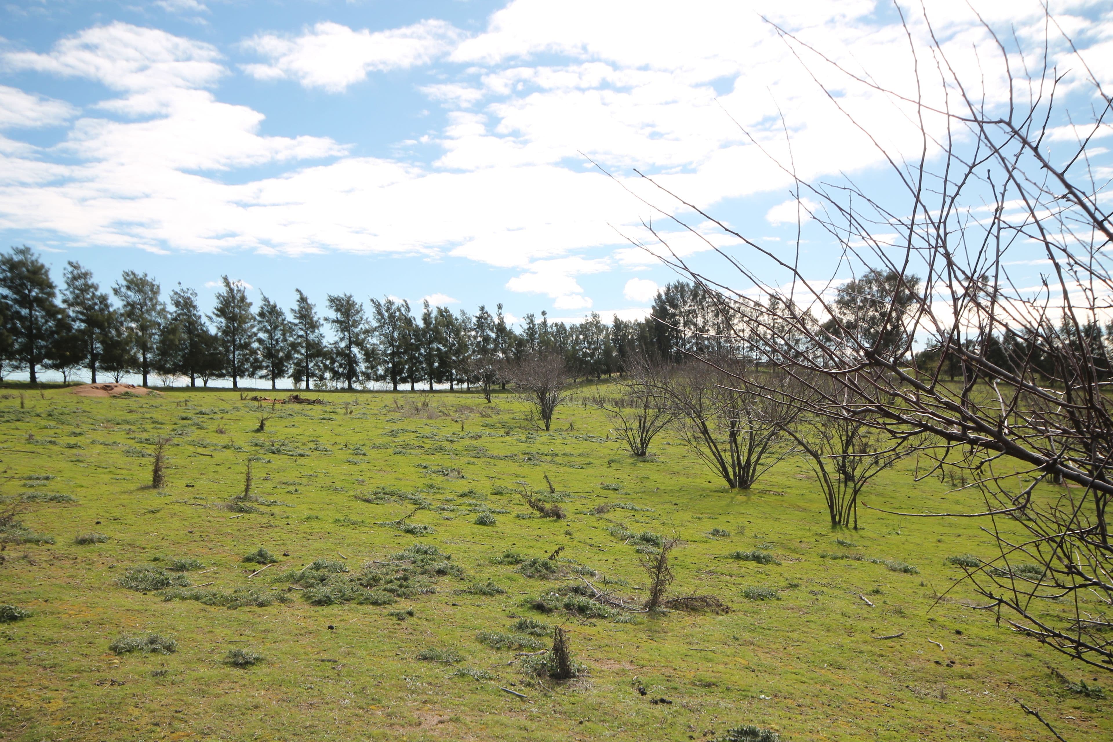 65 Cherry Vale Place, Young NSW 2594, Young - Thumbnail 4