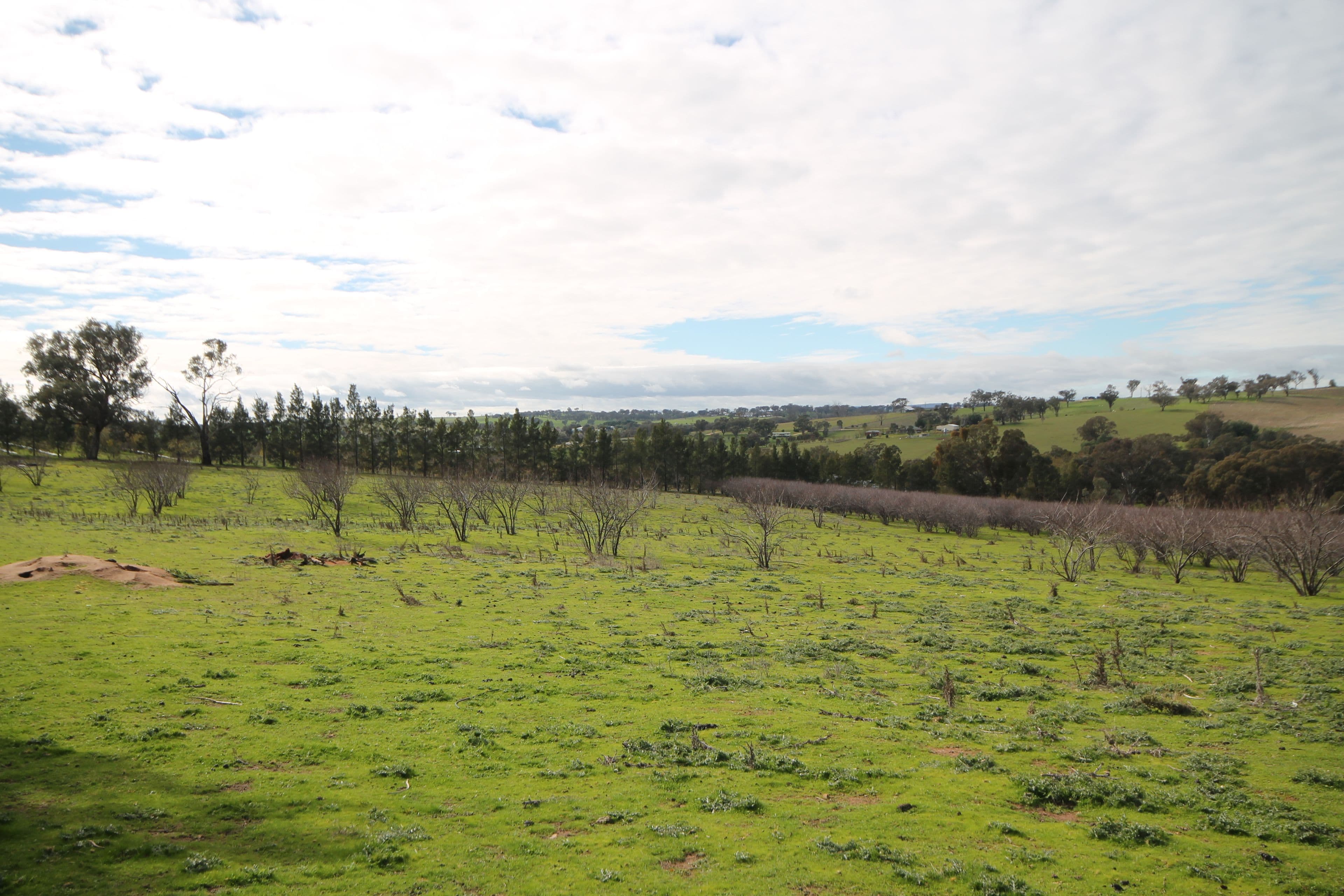 65 Cherry Vale Place, Young NSW 2594, Young - Thumbnail 5