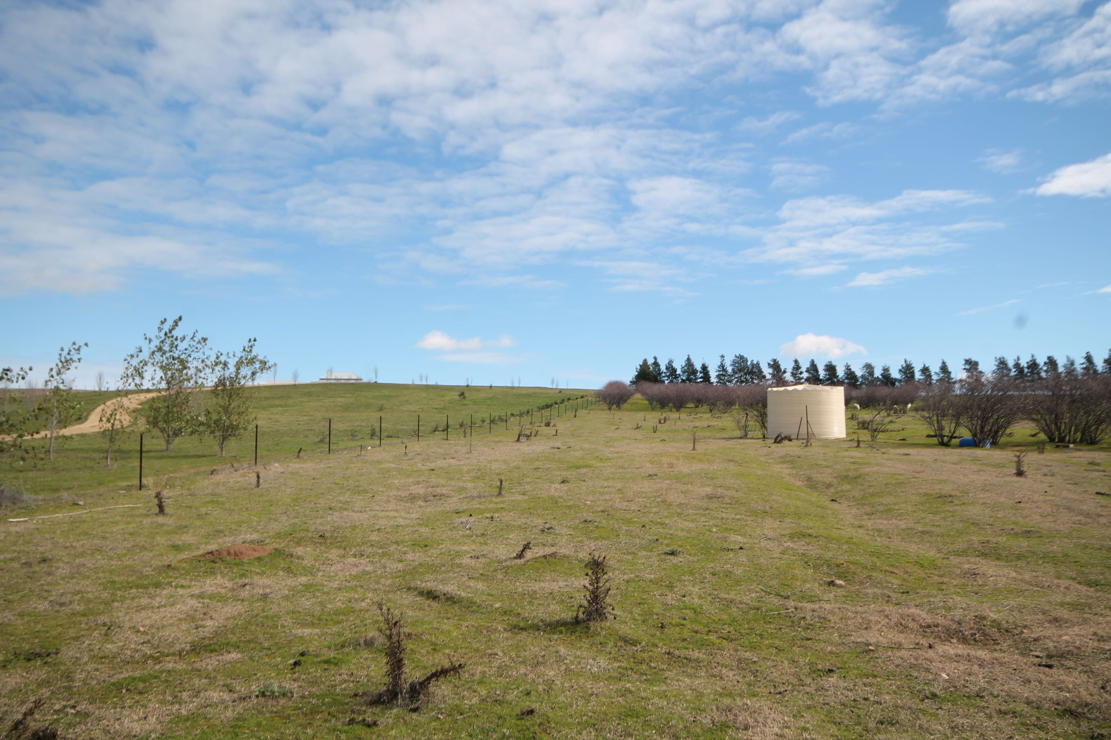 65 Cherry Vale Place, Young NSW 2594, Young - Thumbnail 8