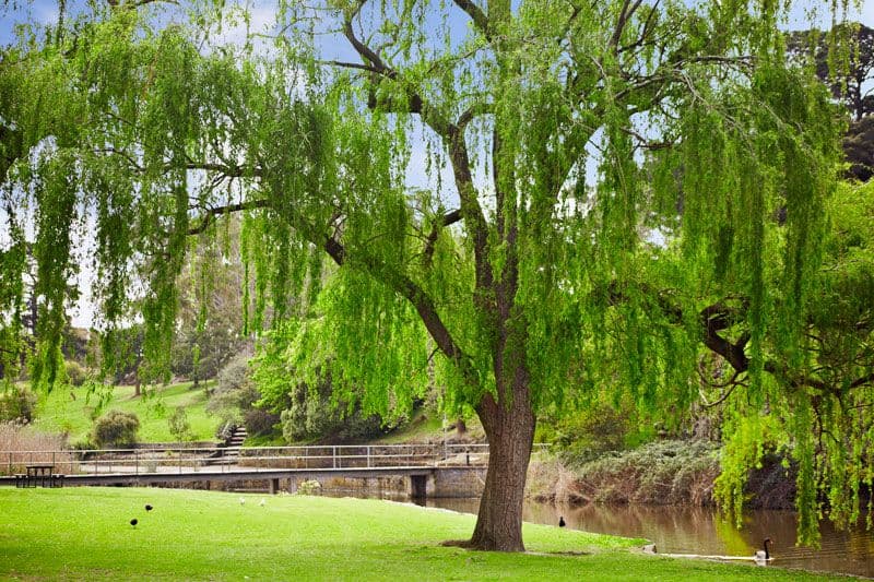 13 Champ Street, COBURG VIC 3058, Coburg - Thumbnail 6