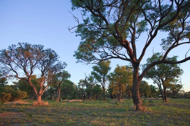 5 Dargin Place, ORELIA WA 6167, Orelia - Thumbnail 2