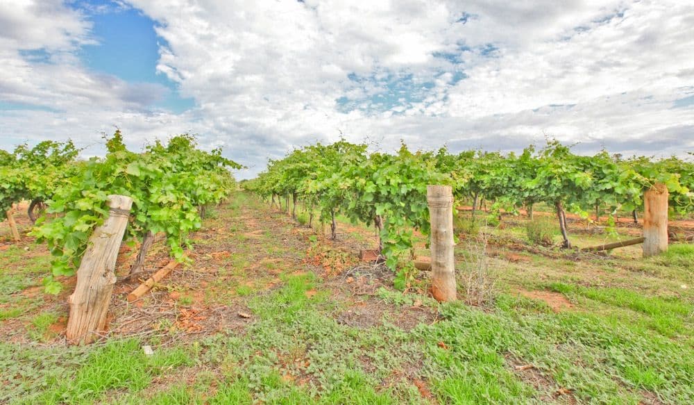 505 Koorlong Avenue, IRYMPLE VIC 3498, Irymple - Thumbnail 5
