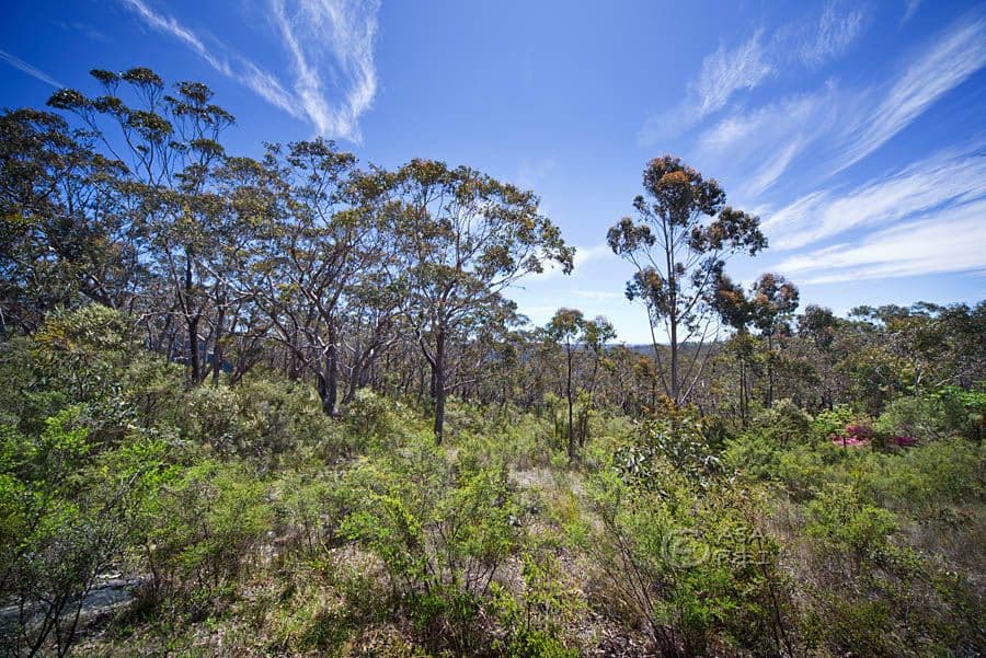 59 Delmonte Avenue, MEDLOW BATH NSW 2780, Medlow Bath - Thumbnail 2