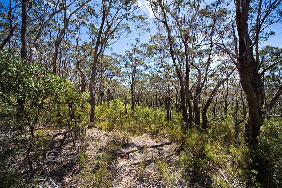 59 Delmonte Avenue, MEDLOW BATH NSW 2780, Medlow Bath - Thumbnail 5