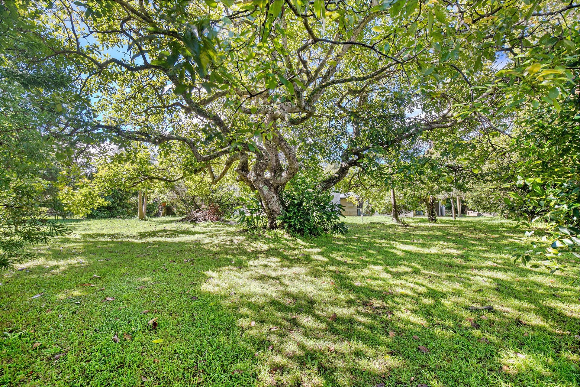 29 Sequoia Drive, Tamborine Mountain QLD 4272, Tamborine Mountain - Thumbnail 7