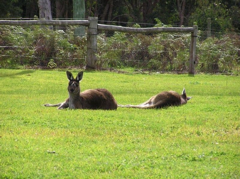 Lot 7 Parkfield Drive, NORTHCLIFFE WA 6262, Northcliffe - Thumbnail 8
