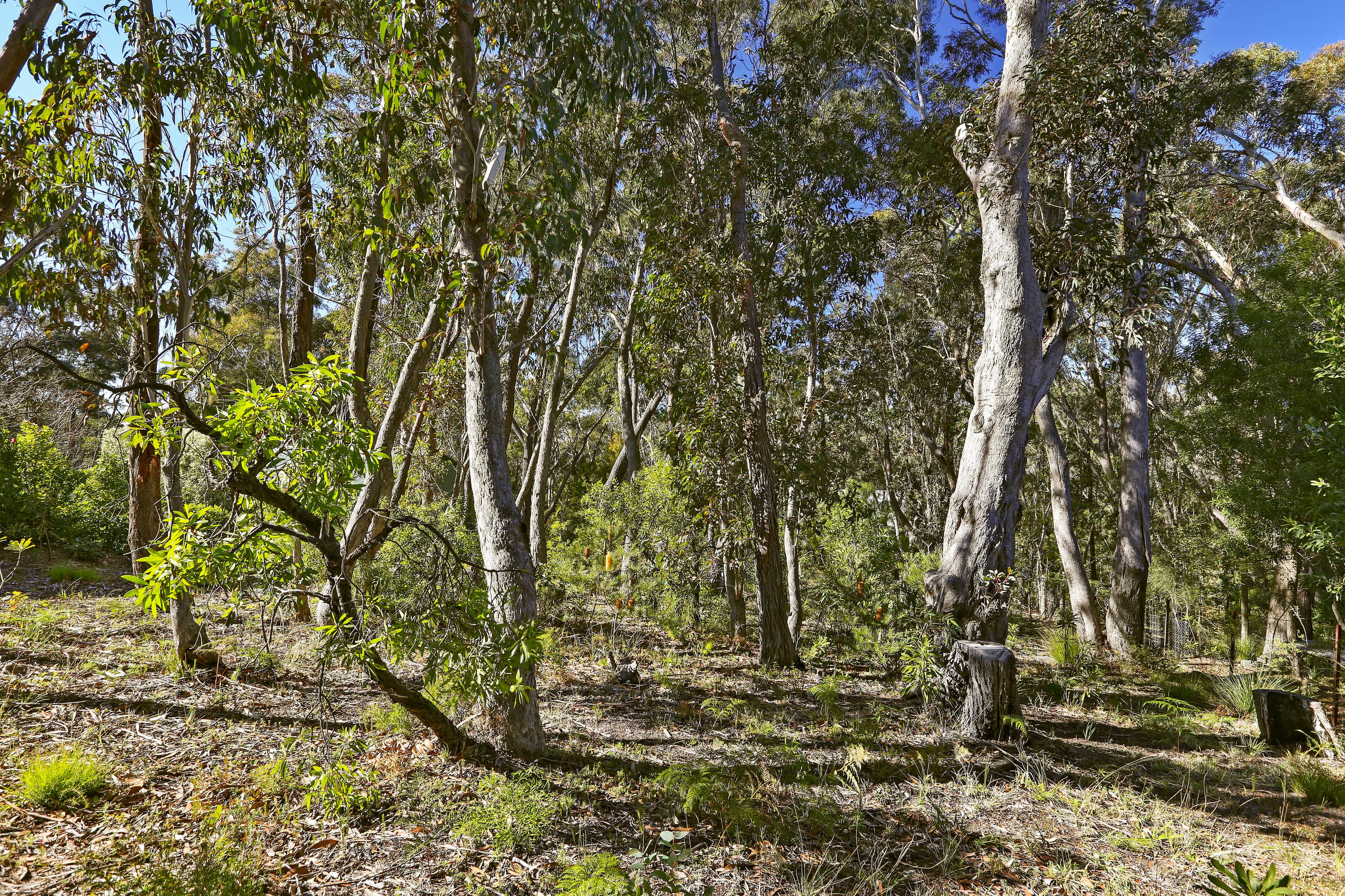 253 Govetts Leap Road, Blackheath NSW 2785, Blackheath - Image 1