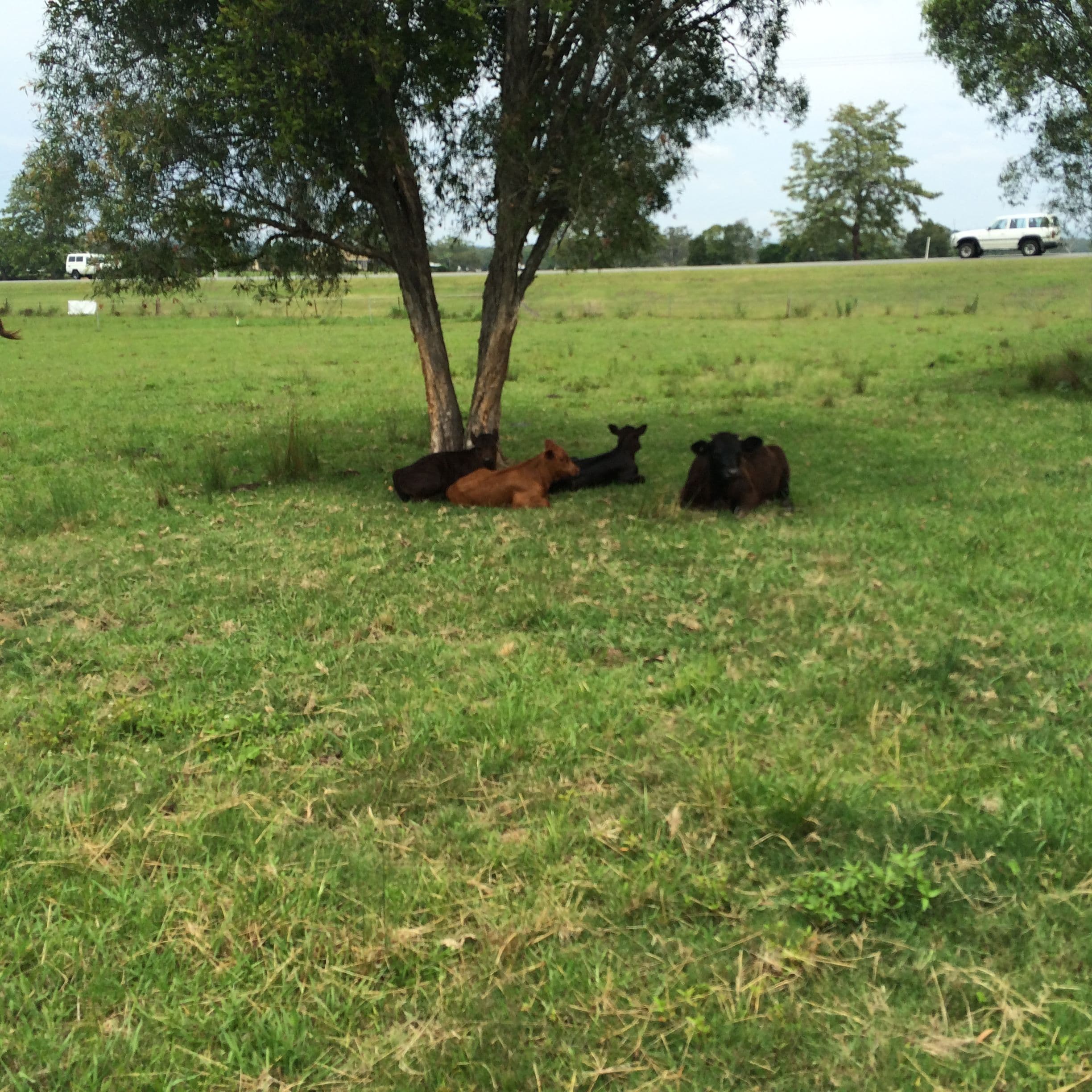 114 Manning River Drive, Taree NSW 2430, Taree South - Thumbnail 8