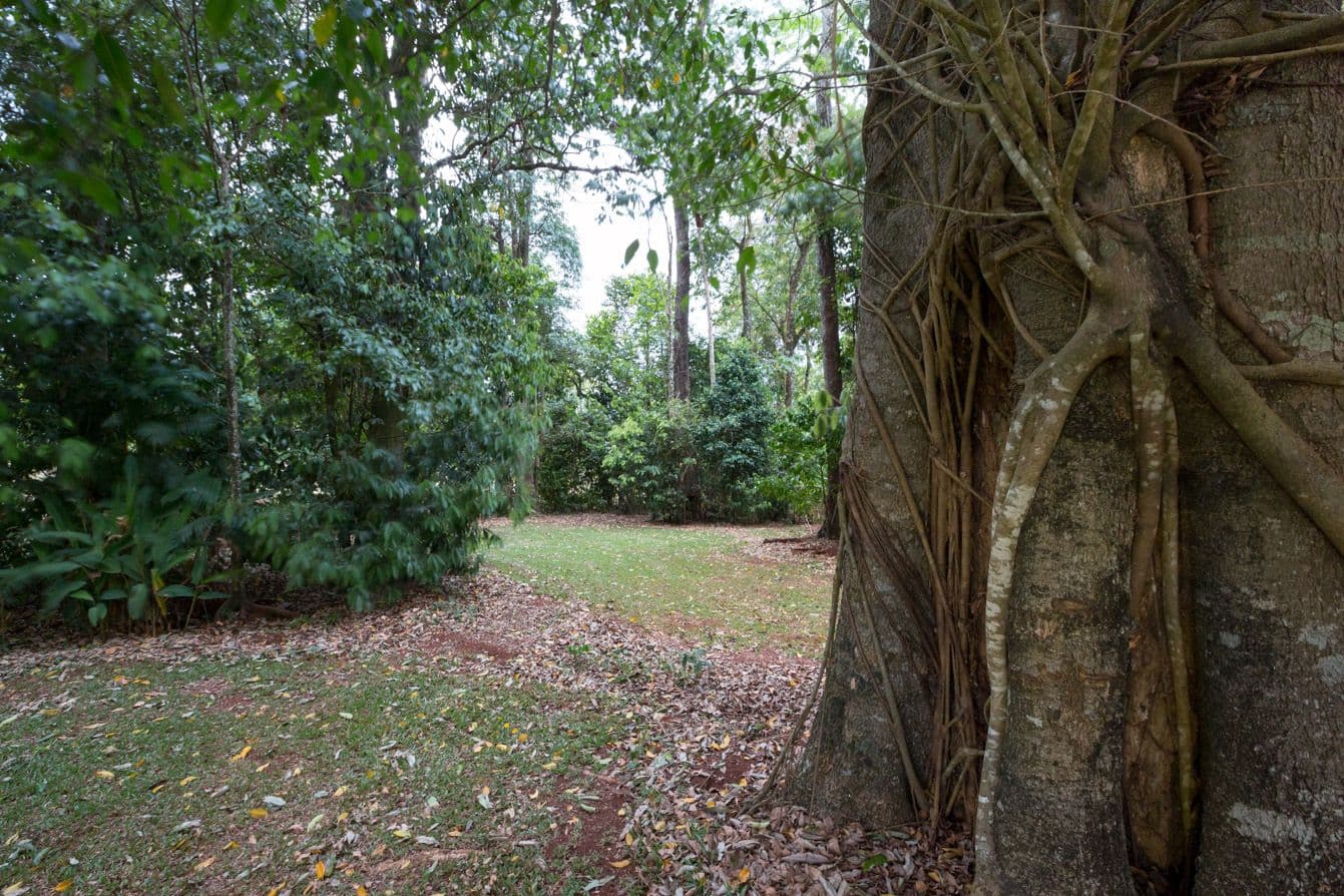 394 Palmerston Highway, Innisfail QLD 4860, Innisfail - Thumbnail 4