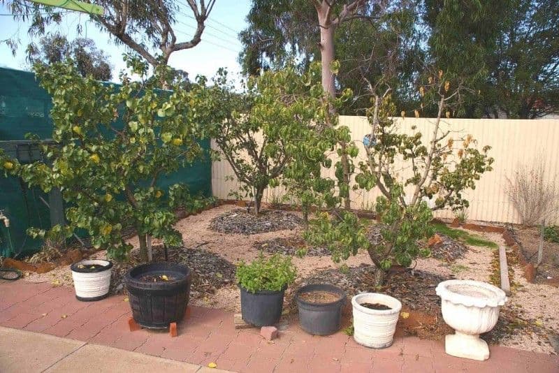 71 Murtho Street, RENMARK SA 5341, Renmark - Thumbnail 6