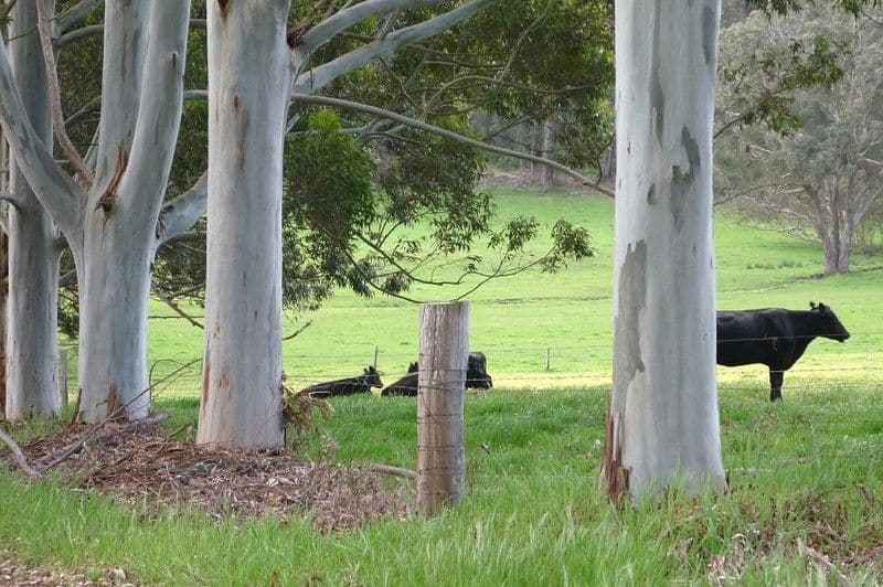 3116 Muir Highway, MANJIMUP WA 6258, Manjimup - Thumbnail 4