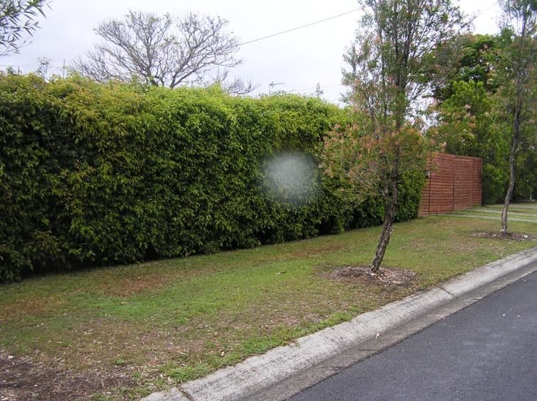 15 Panache Street, MOLENDINAR QLD 4214, Molendinar - Thumbnail 3