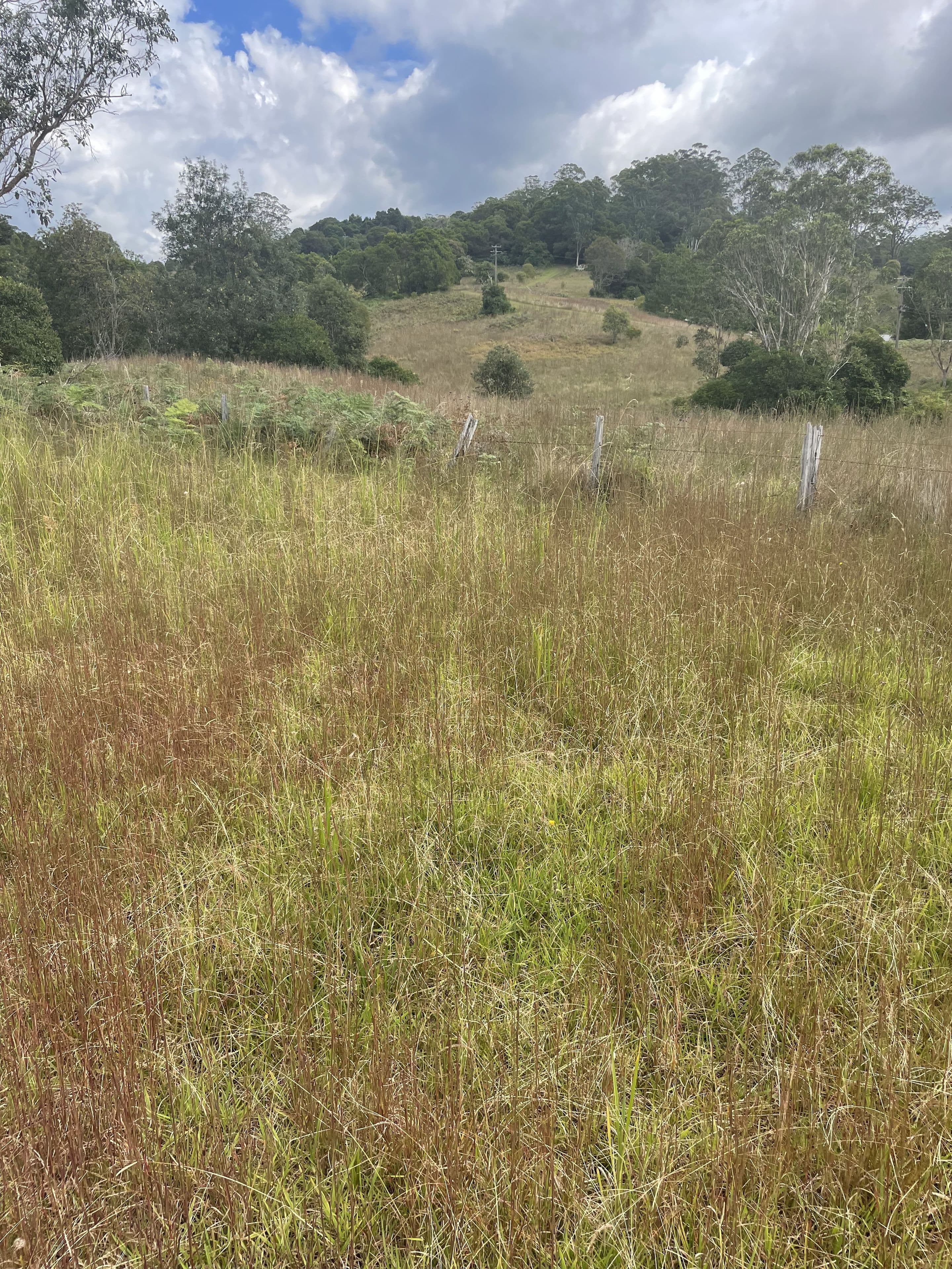 45 Tilbaroo Road, Elands NSW 2429, Elands - Thumbnail 3