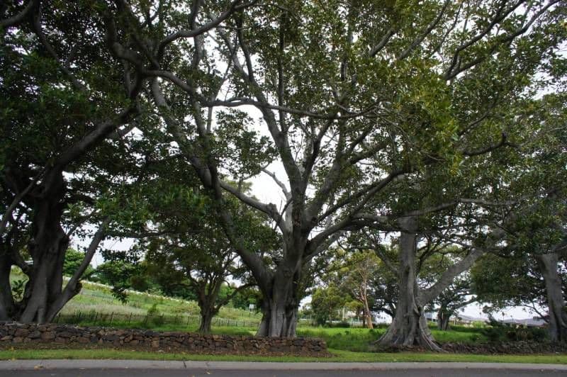 12 Old Saddleback Road, KIAMA NSW 2533, Kiama - Thumbnail 3