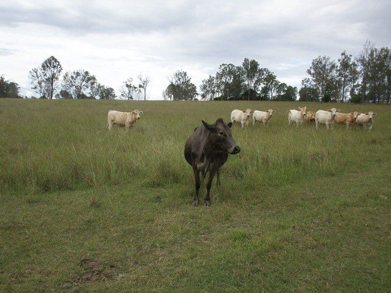 MOUNT FORBES QLD 4340, Mount Forbes - Thumbnail 2
