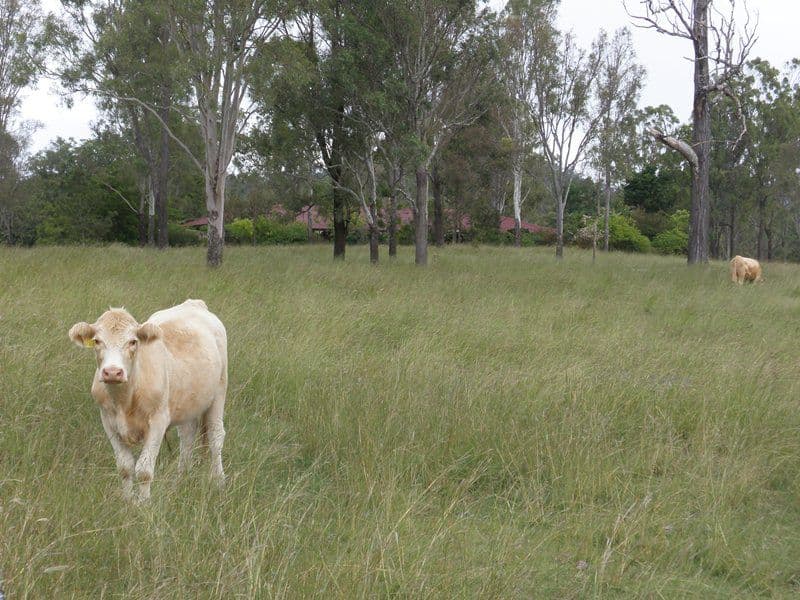 MOUNT FORBES QLD 4340, Mount Forbes - Thumbnail 8