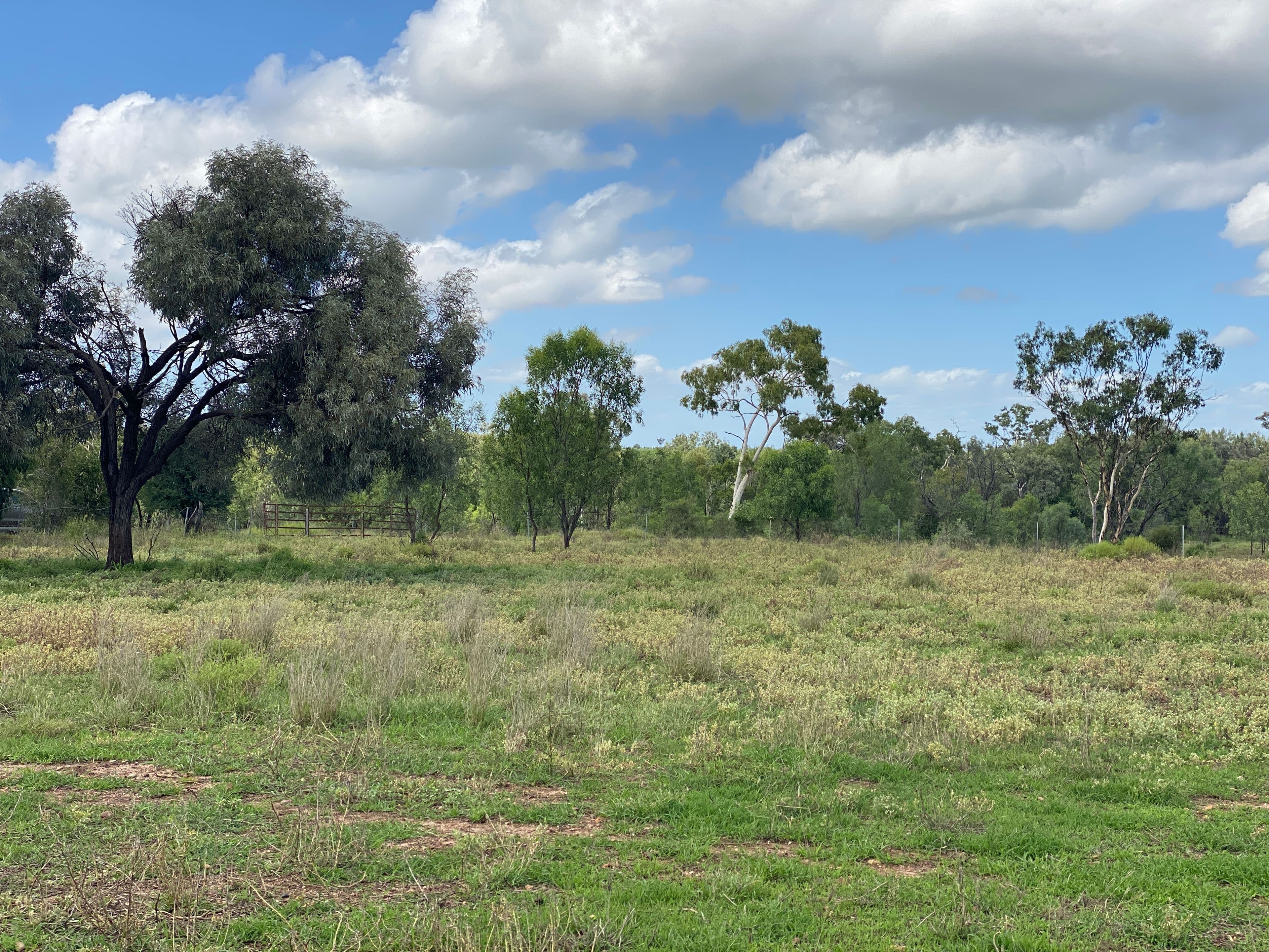 37 Patanga Place, Emerald QLD 4720, Emerald - Thumbnail 3