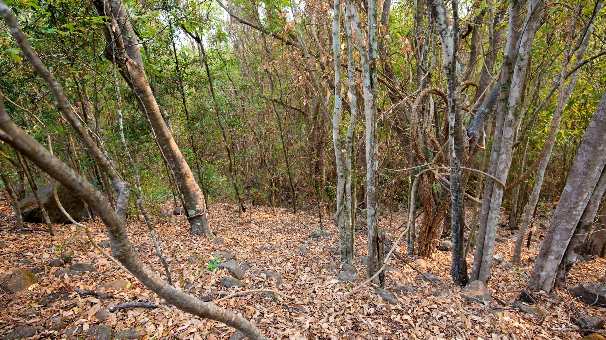 91 Mountain View Drive, Goonellabah NSW 2480, Goonellabah - Thumbnail 2