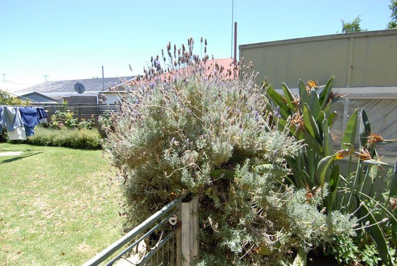431 WHITELOCK Street, Deniliquin NSW 2710, Deniliquin - Thumbnail 7