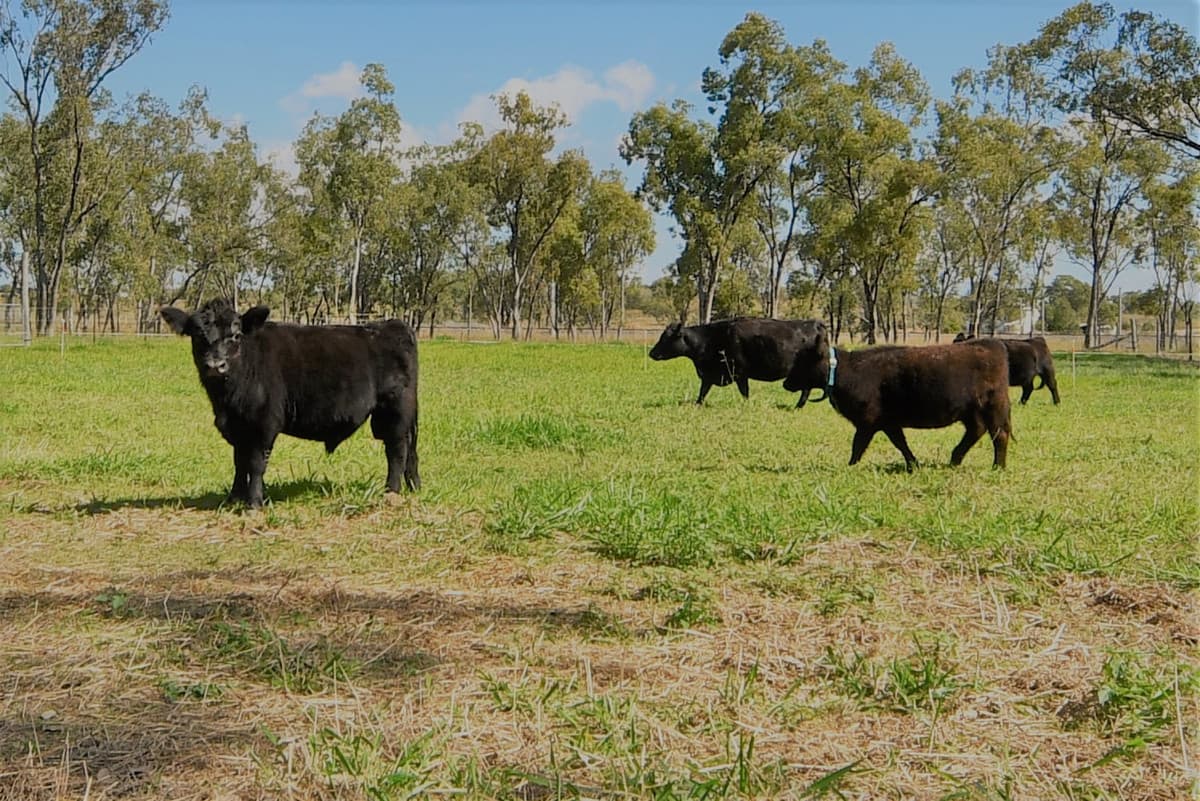 23 Meura Road, Port Curtis, Port Curtis - Thumbnail 5