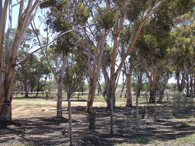 7 Fertile Avenue, TWO WELLS SA 5501, Two Wells - Thumbnail 7