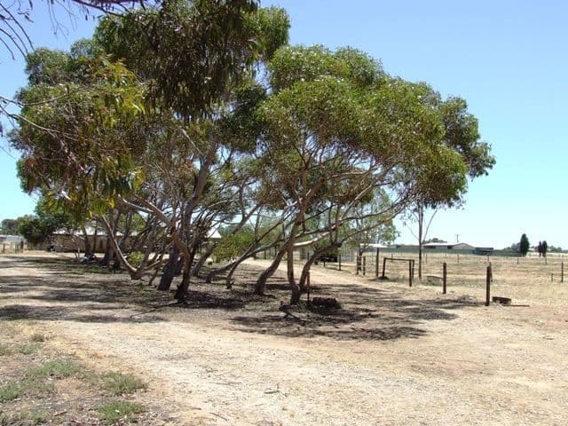 7 Fertile Avenue, TWO WELLS SA 5501, Two Wells - Thumbnail 8