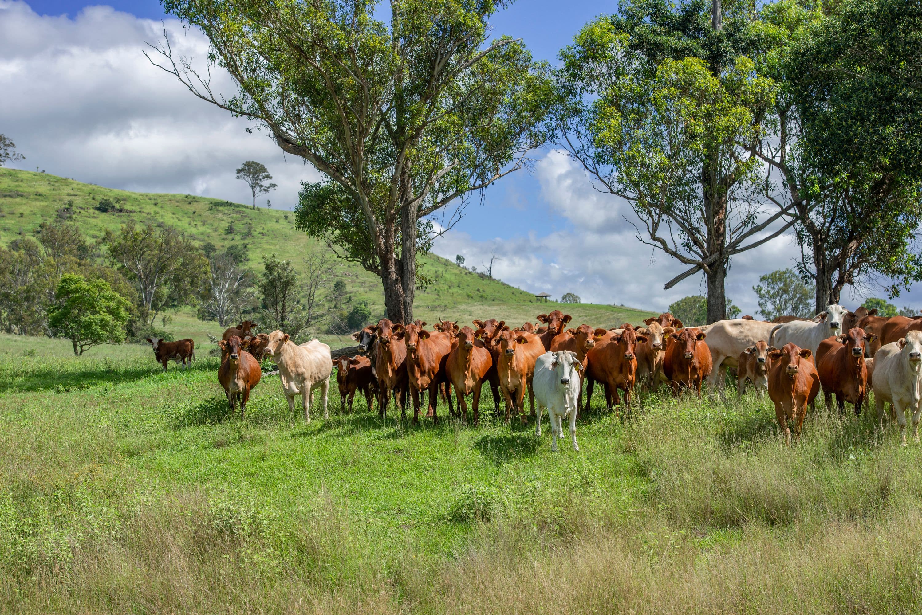 3983 Esk Kilcoy Road, Hazeldean QLD 4515, Hazeldean - Thumbnail 7