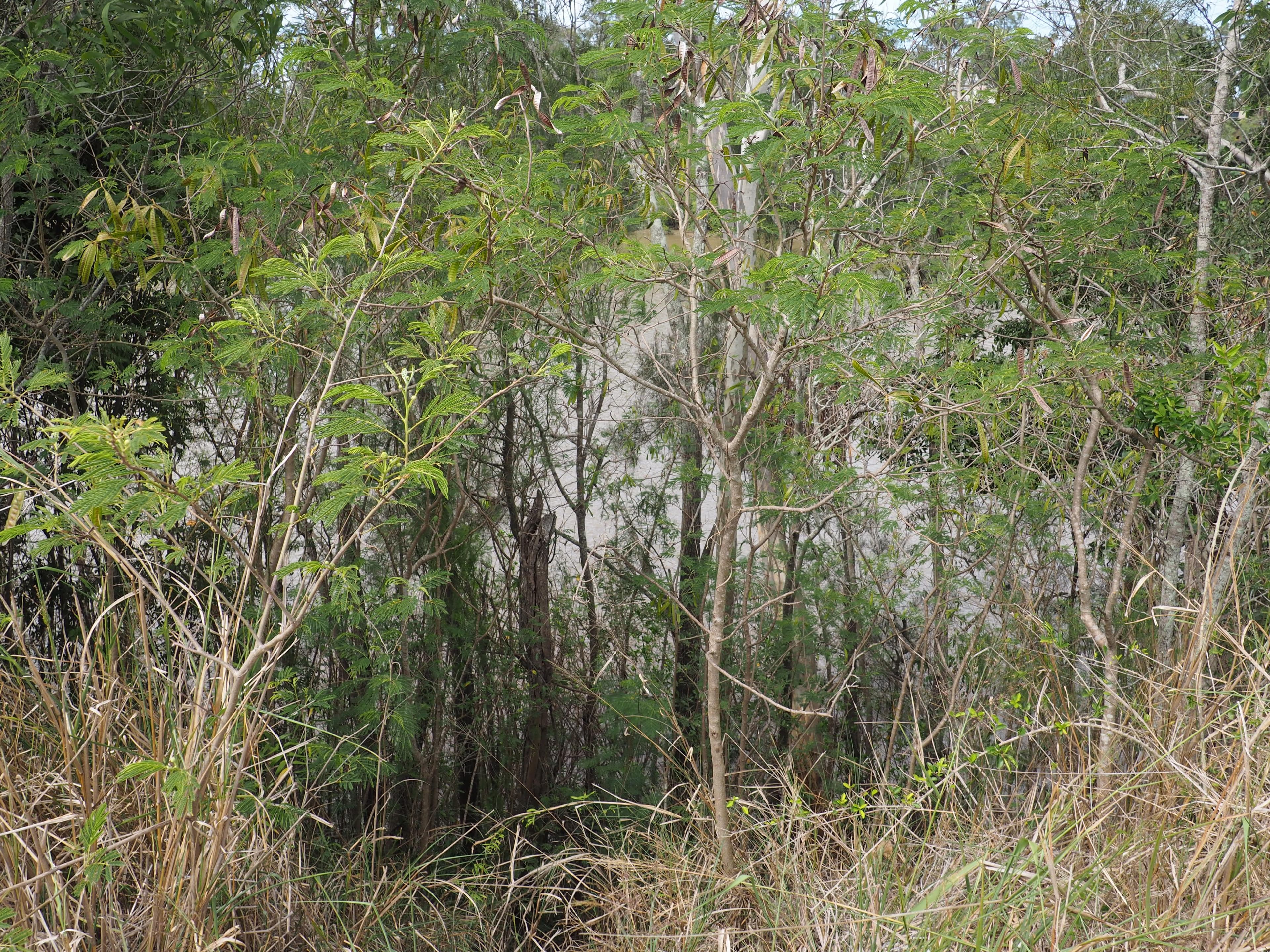 77D Kent Street, Maryborough QLD 4650, Maryborough - Thumbnail 2