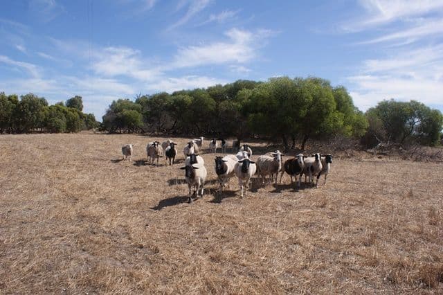 118 Acacia Road, YARDARINO WA 6525, Yardarino - Thumbnail 3