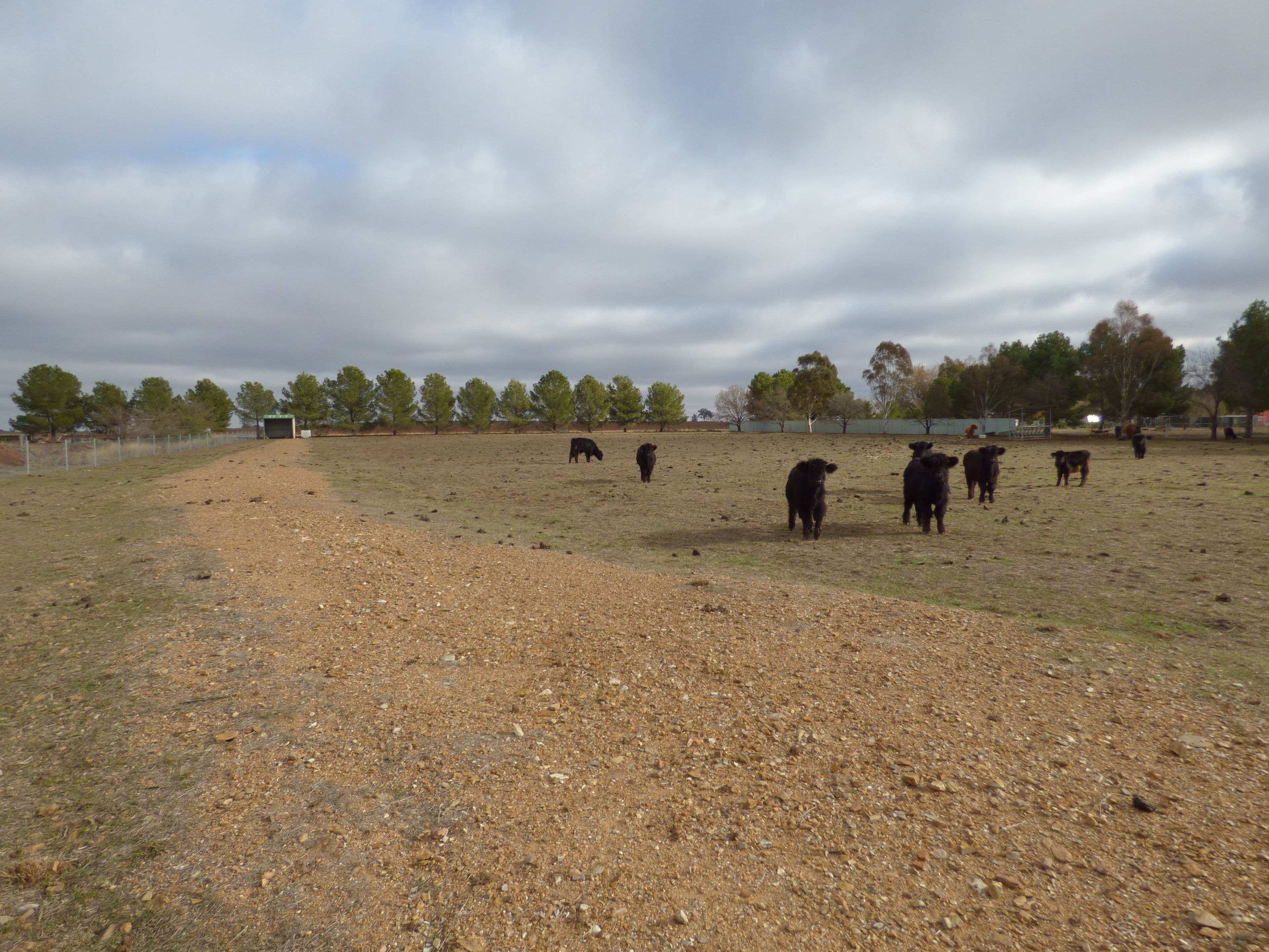 331A Calarie Road, Forbes NSW 2871, Forbes - Thumbnail 4