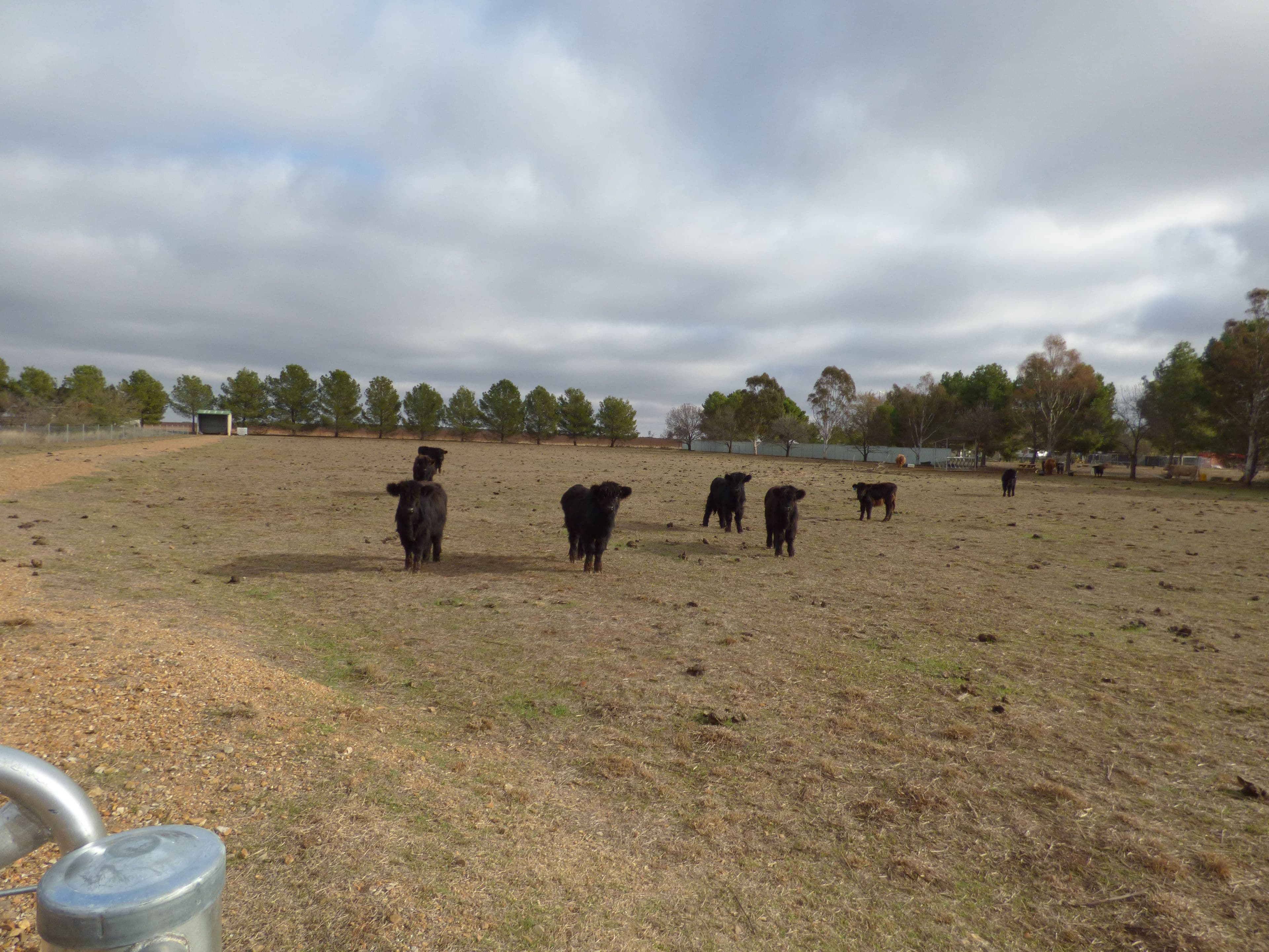 331A Calarie Road, Forbes NSW 2871, Forbes - Thumbnail 6