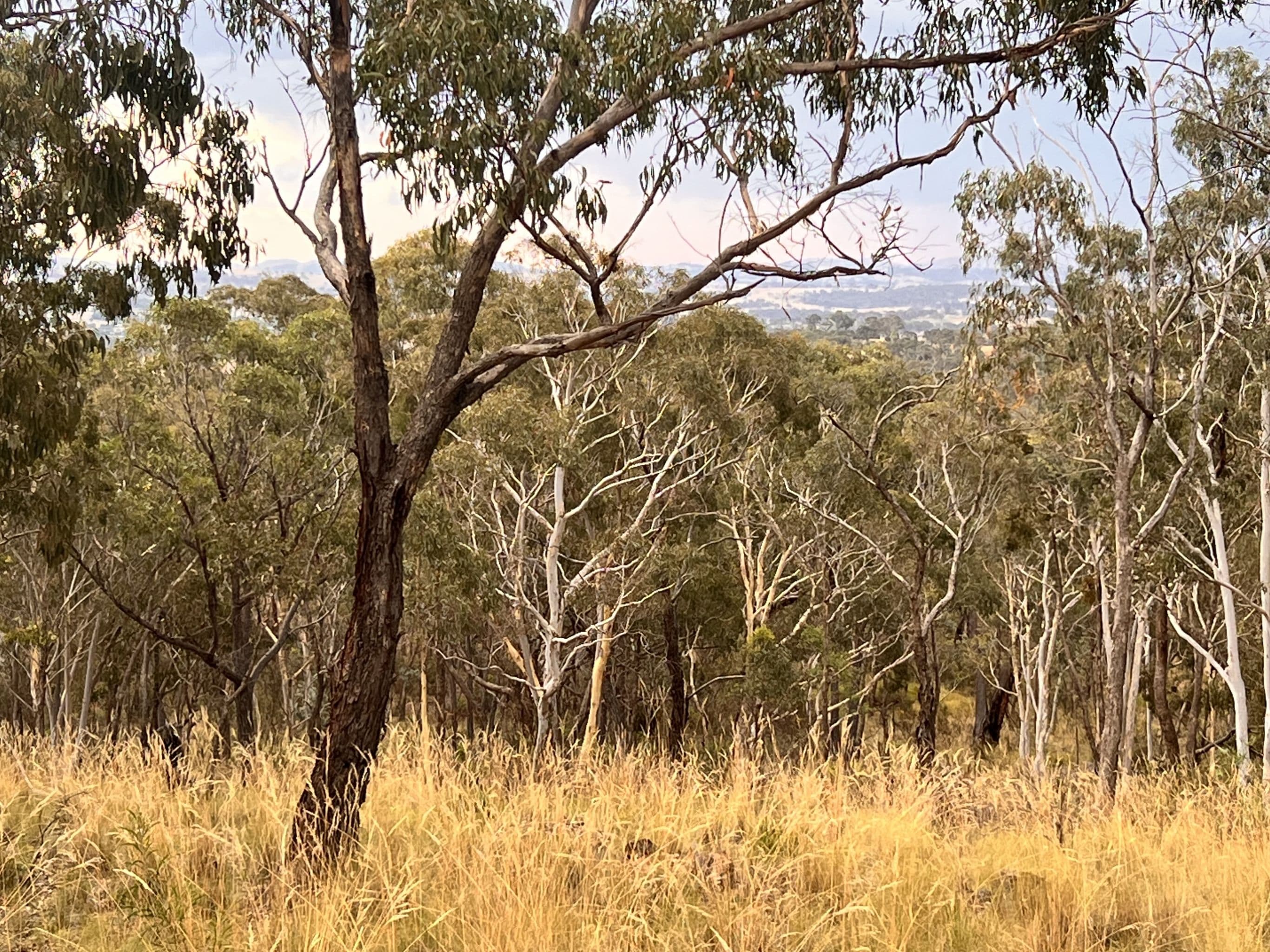 168 Newington Road, Bywong NSW 2621, Bywong - Thumbnail 3