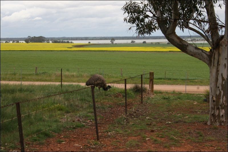 351 School Road, COROP VIC 3559, Corop - Thumbnail 3