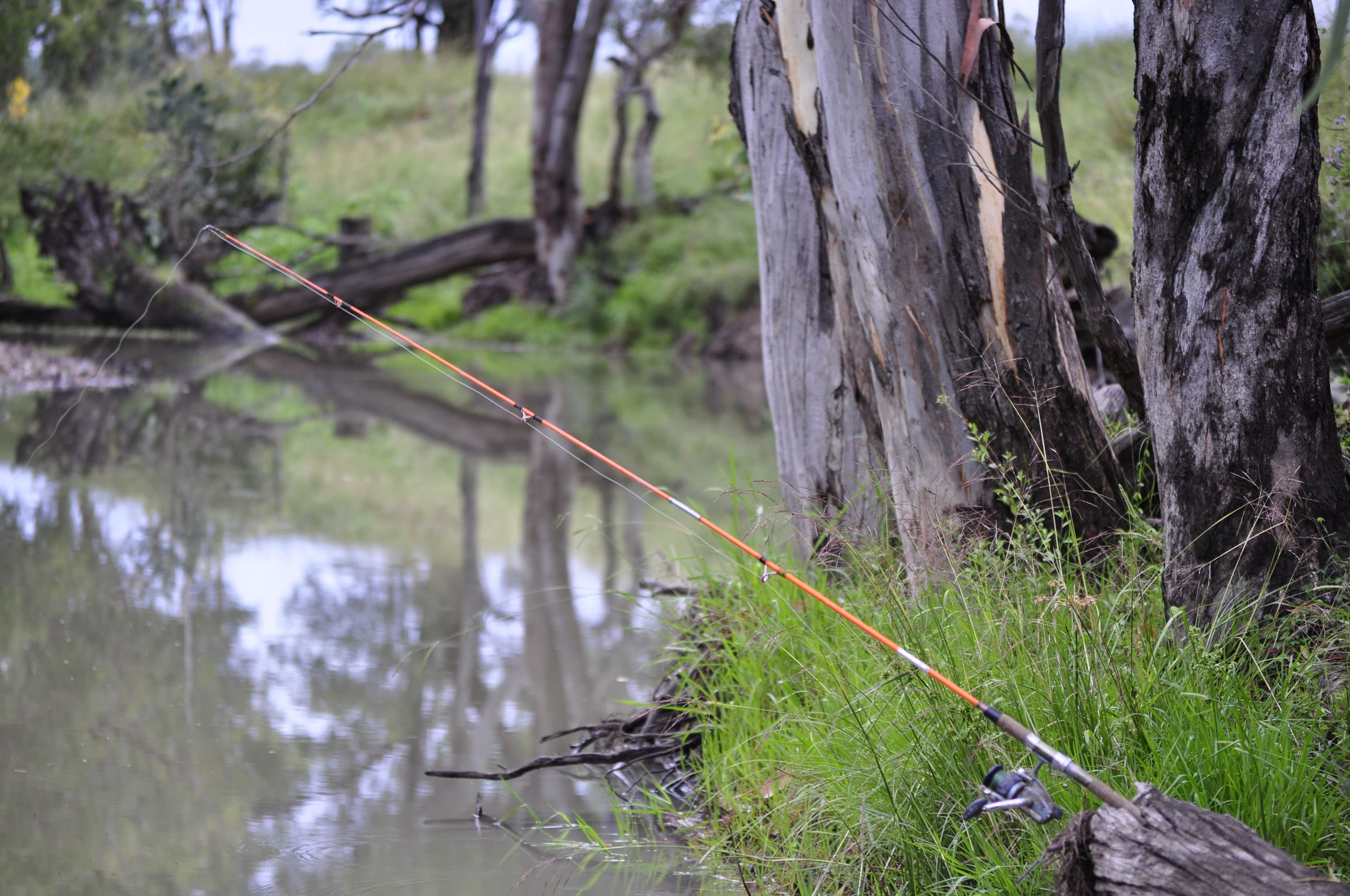3626 Stanthorpe Inglewood Road, Warroo QLD 4387, Warroo - Thumbnail 4